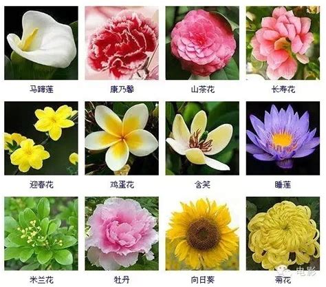 花的種類圖